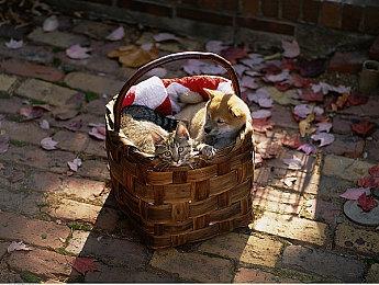 多人竞技射击游戏《RAWMEN》现已在Epic Games免费推出