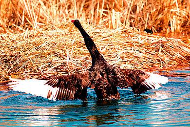 消息称《堡垒之夜》即将加入《火影忍者》角色皮肤